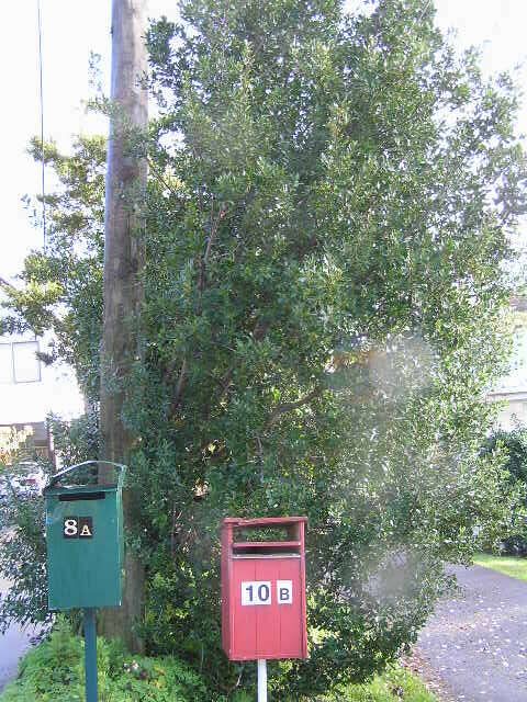 Image of Italian buckthorn