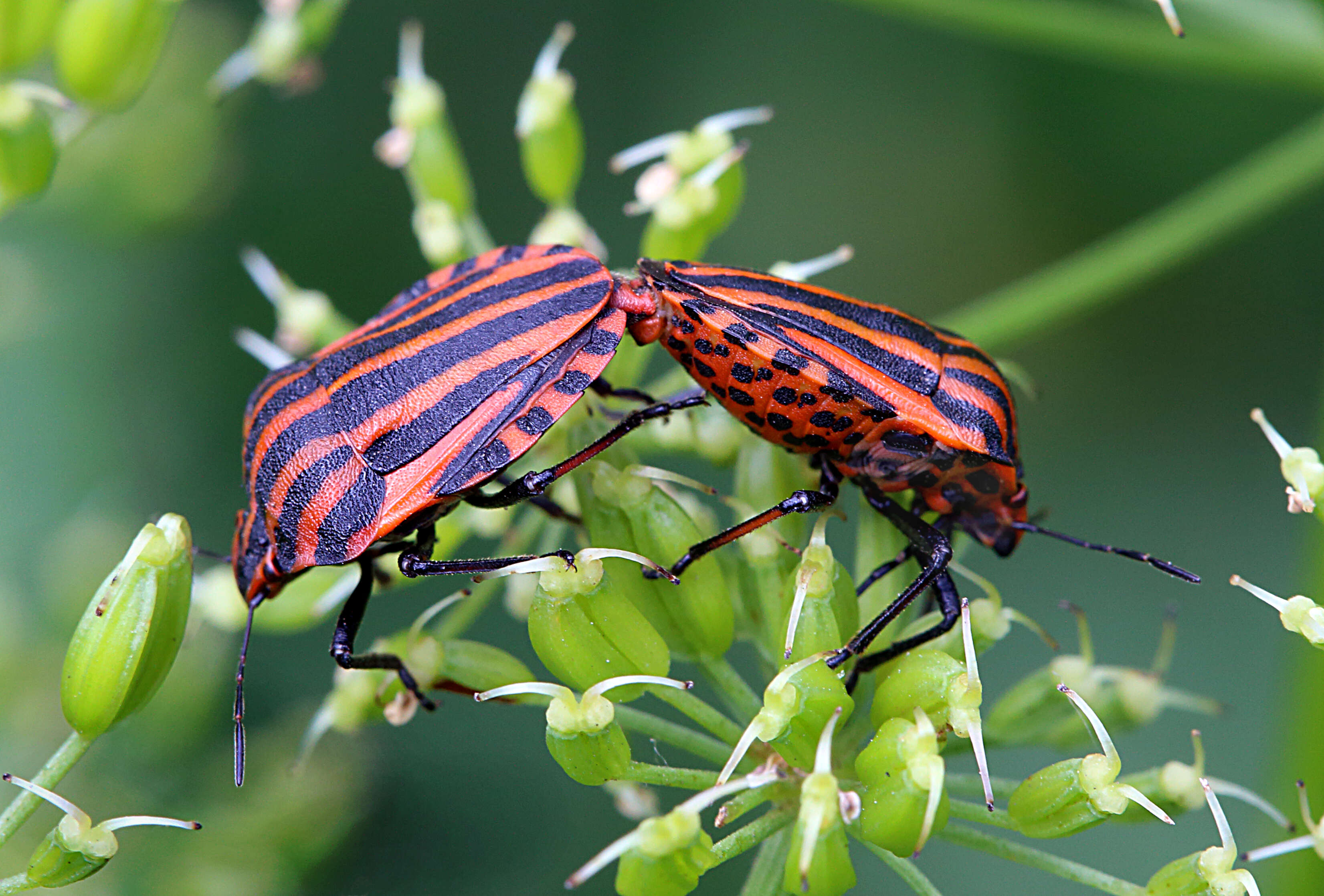 Image of <i>Graphosoma italicum</i>