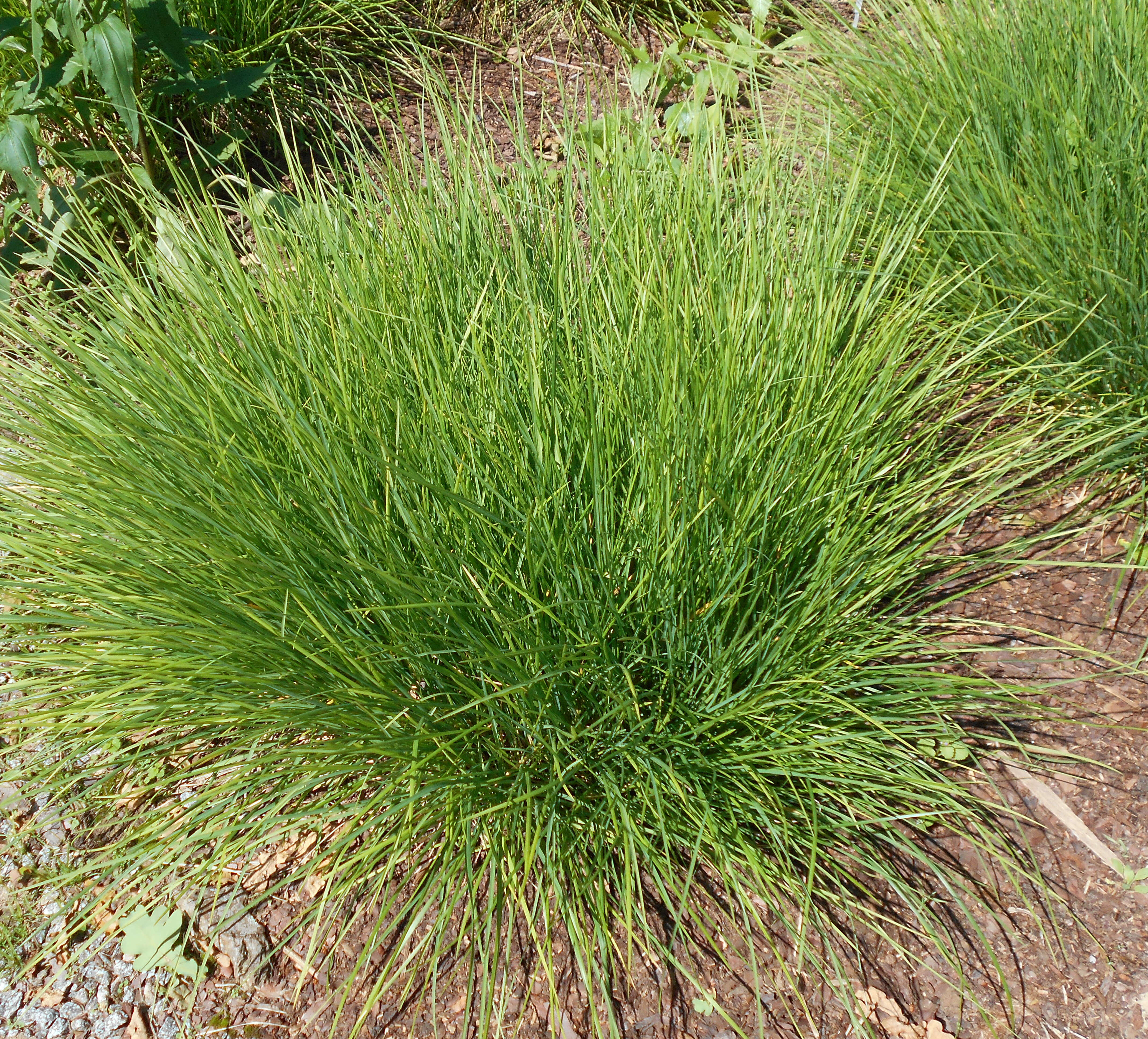 Image of autumn moor grass