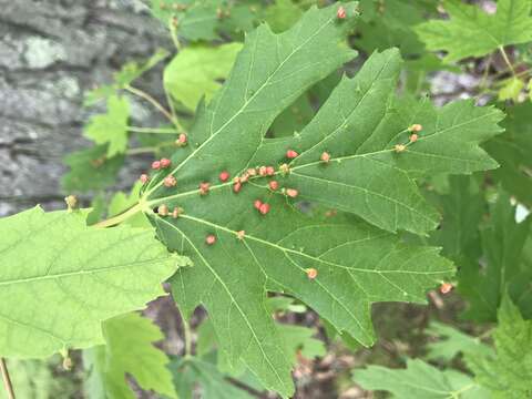 Imagem de Acer saccharinum L.