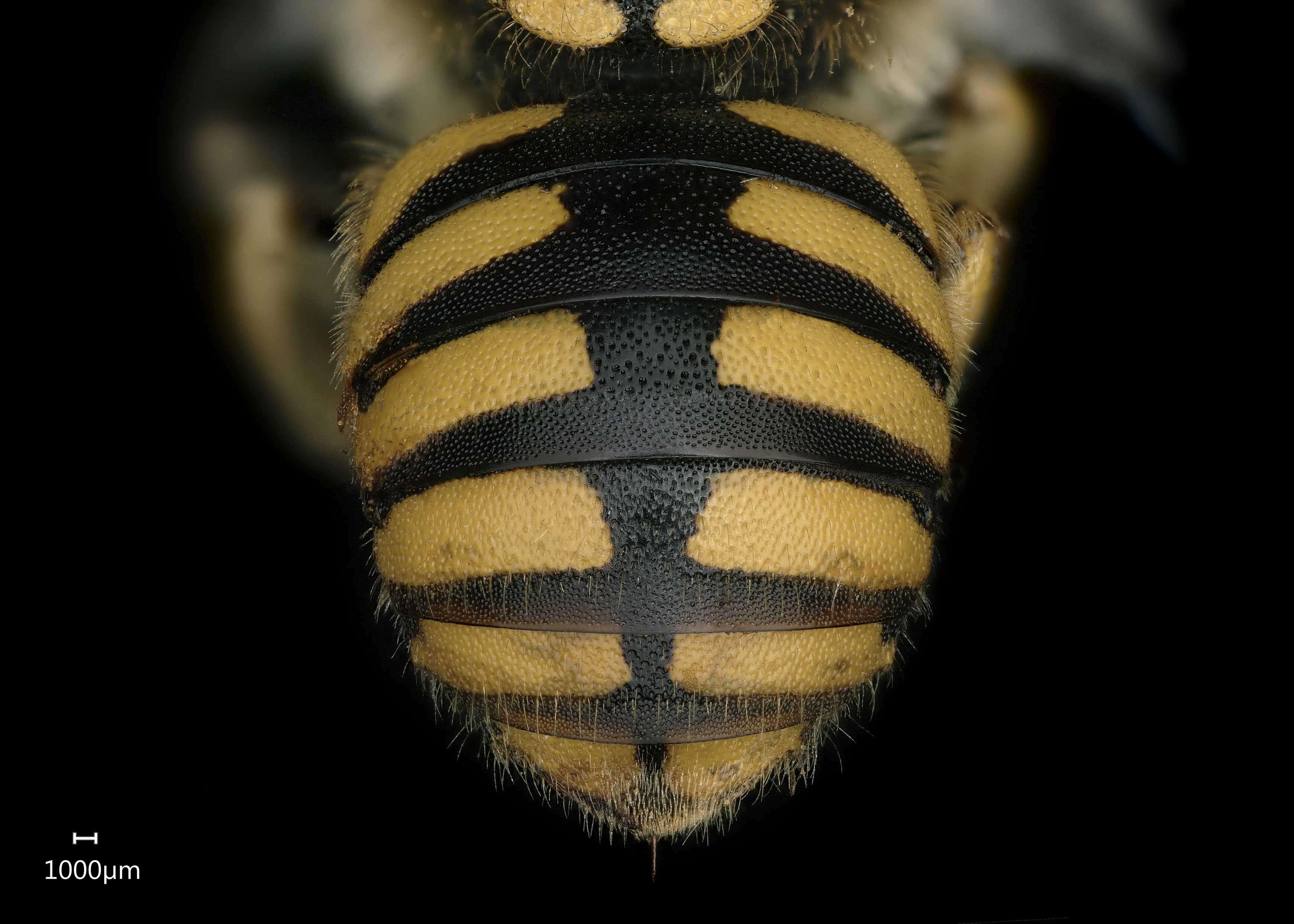 Image of Florentine Wool-carder Bee
