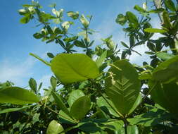 Image of tropical-almond