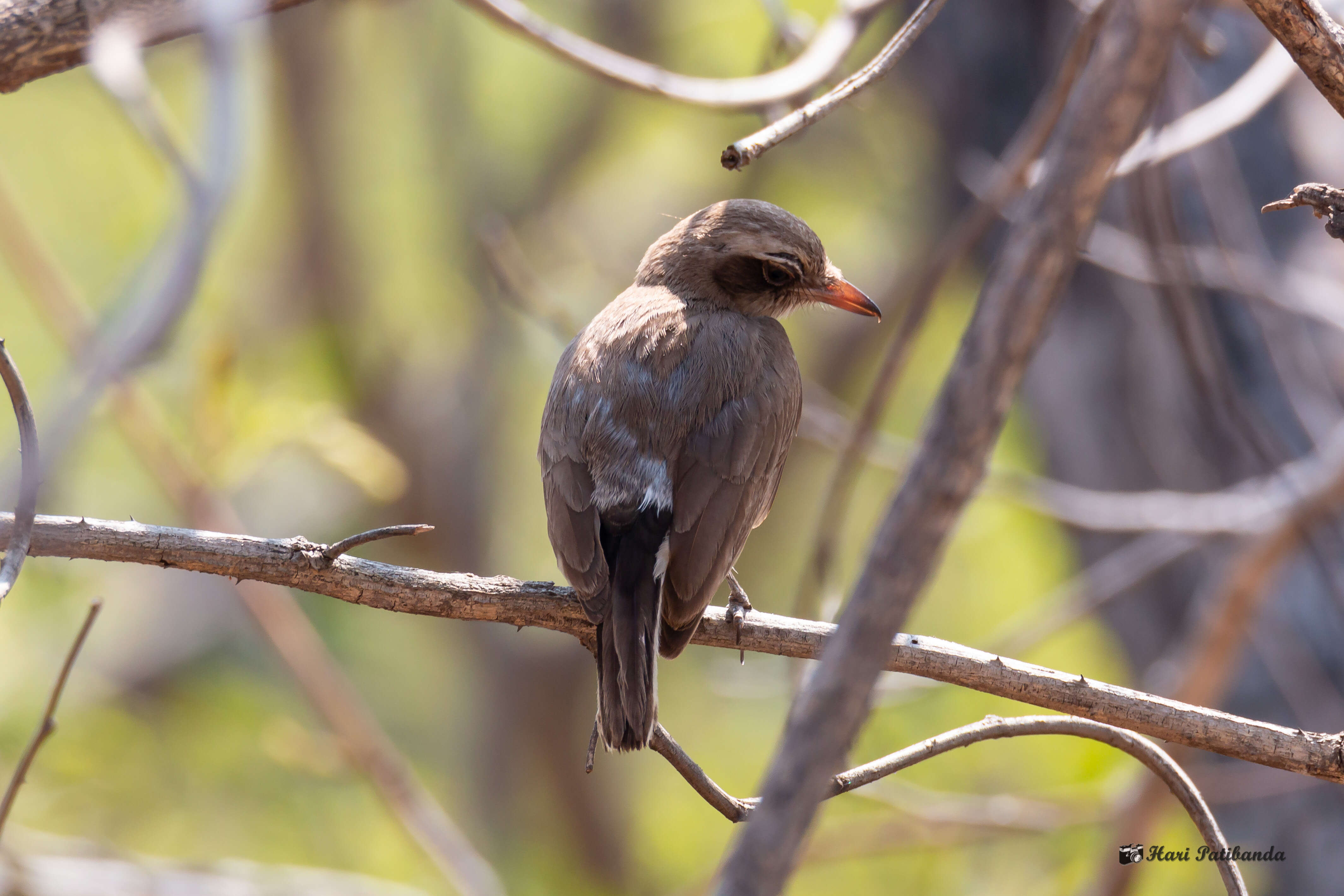 Tephrodornis pondicerianus (Gmelin & JF 1789)的圖片