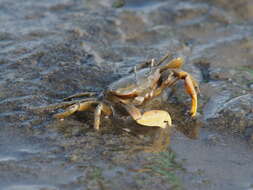 Image of Macrophthalmus Desmarest 1823