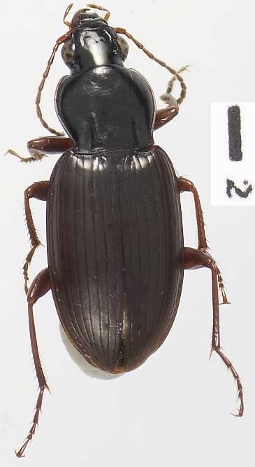 Image of Argutoridius