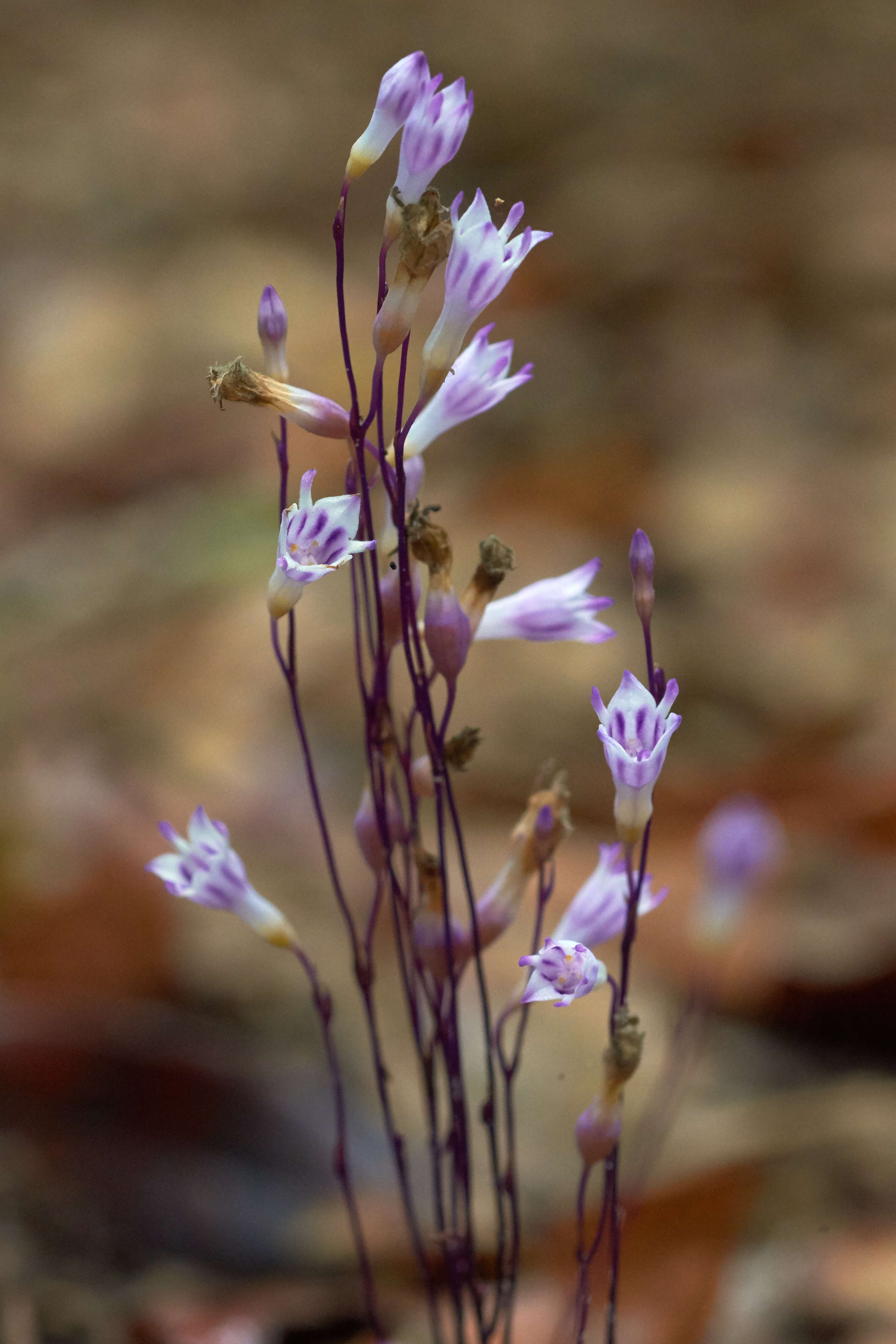 Image of apteria