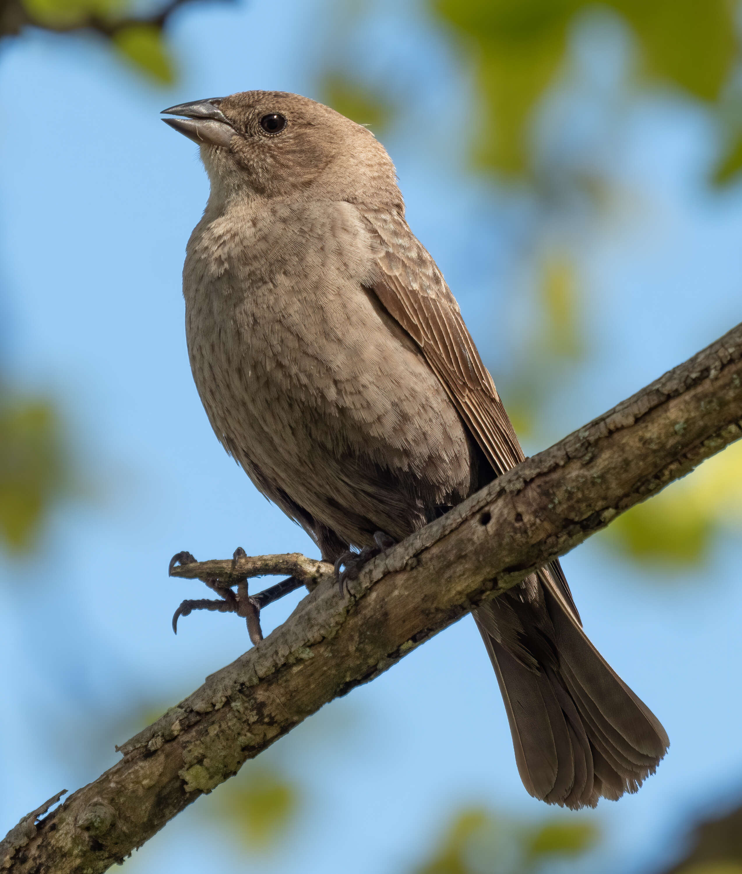 Image of Brown-headed Cowbird