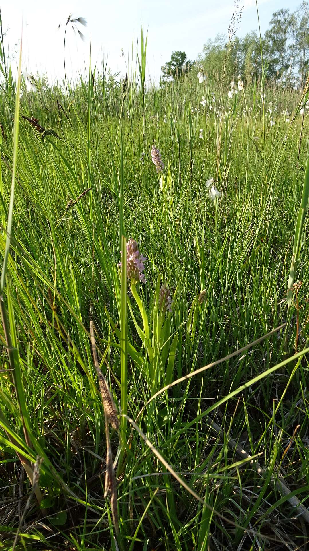 Dactylorhiza incarnata (L.) Soó resmi