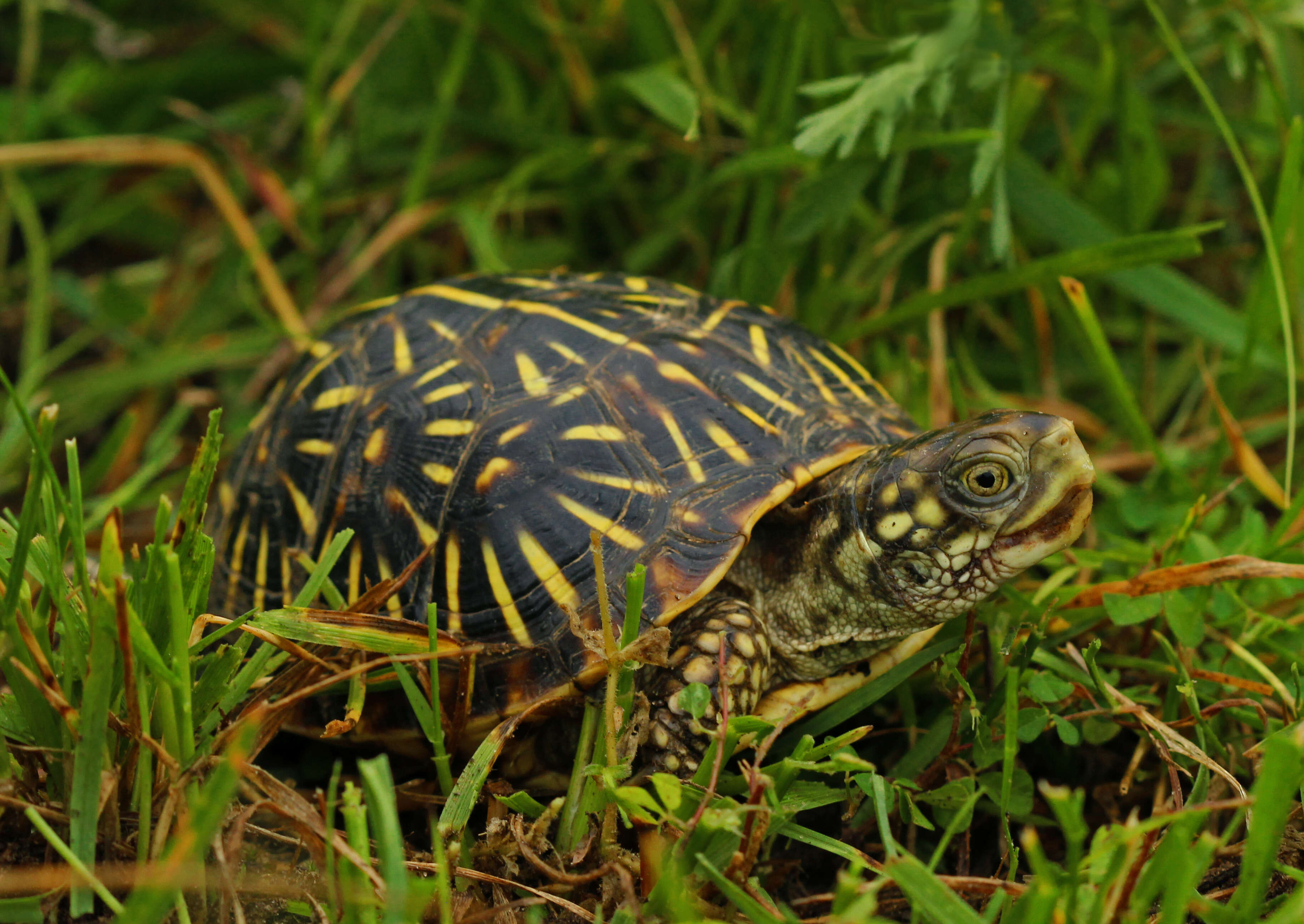 Plancia ëd Terrapene ornata ornata (Agassiz 1857)