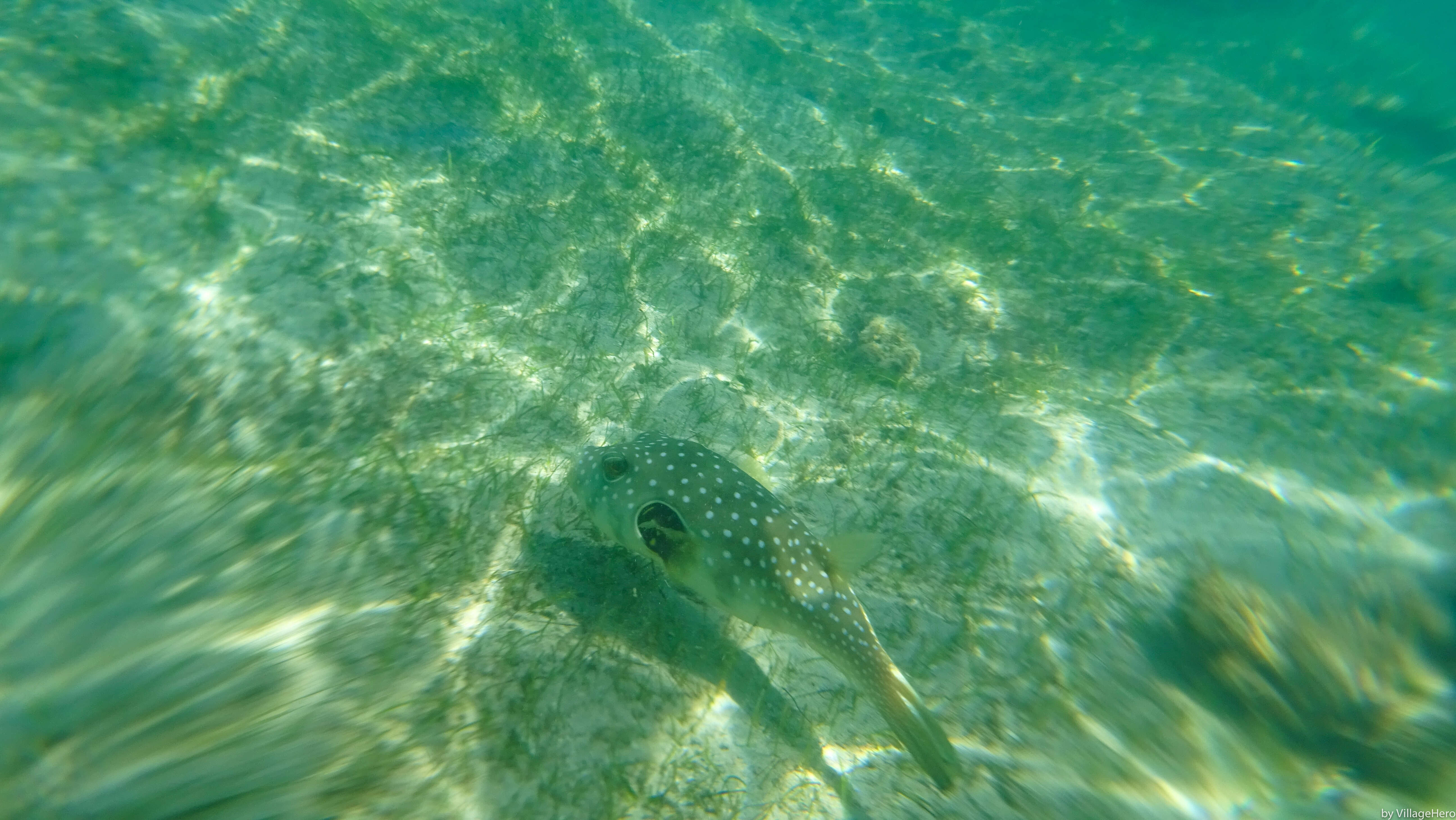 Image of Broadbarred Toadfish