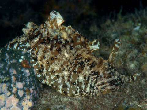 Image of spotted sea hare