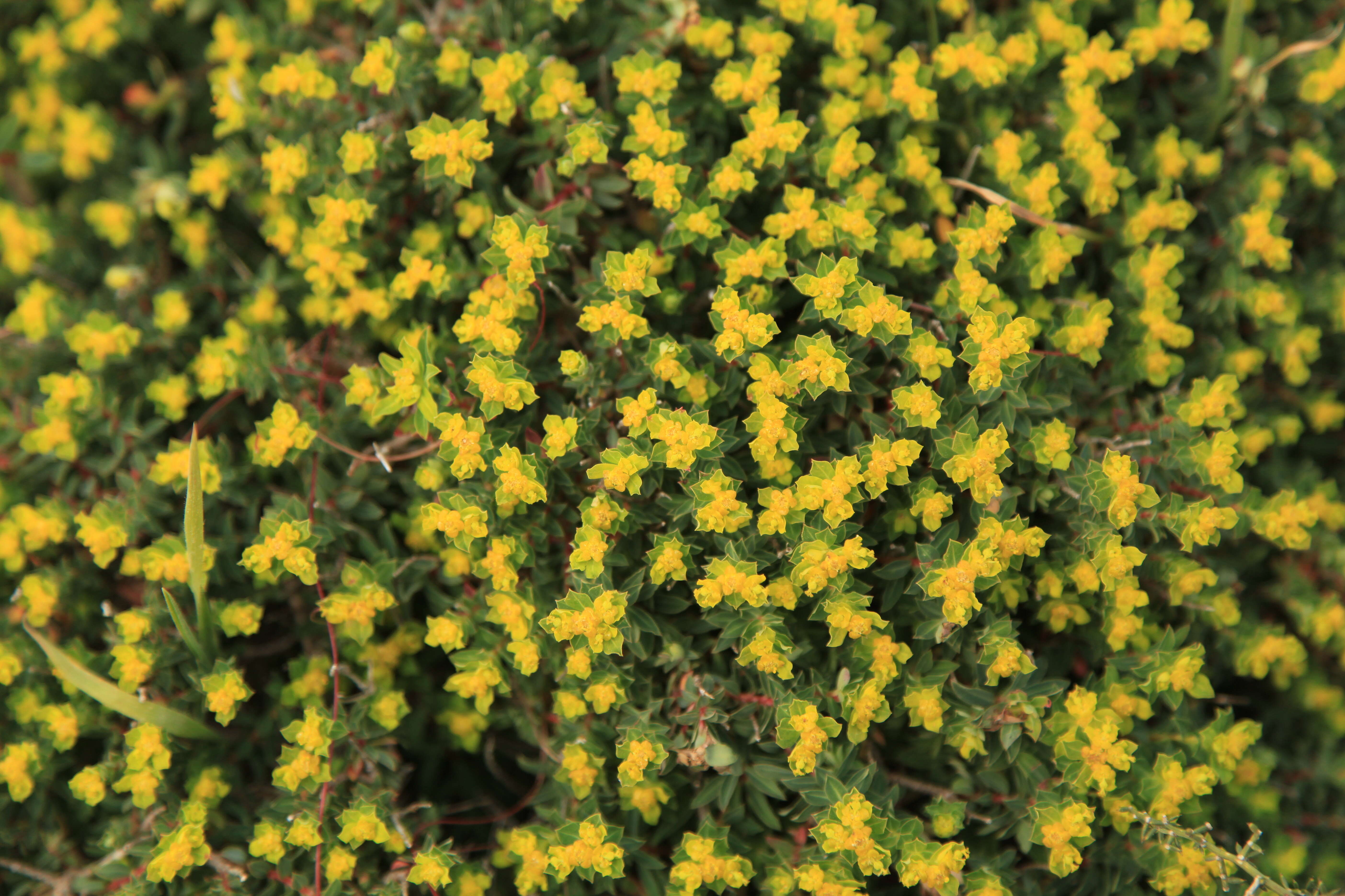 Imagem de Euphorbia melitensis Parl.