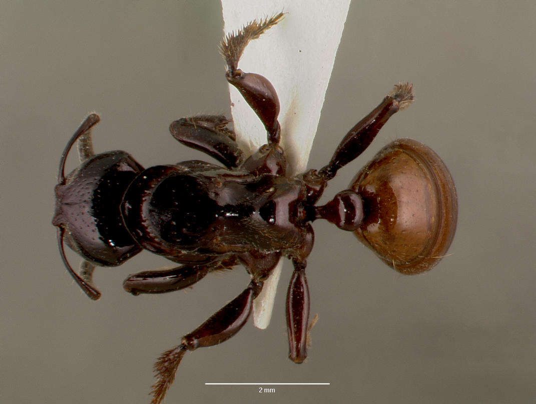 Imagem de Centromyrmex raptor