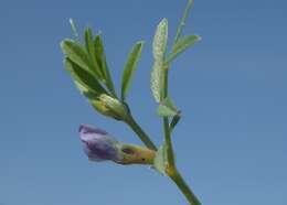 Imagem de Vicia lathyroides L.