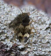 Plancia ëd Tetragonoderus (Tetragonoderus) fasciatus (Haldeman 1843)