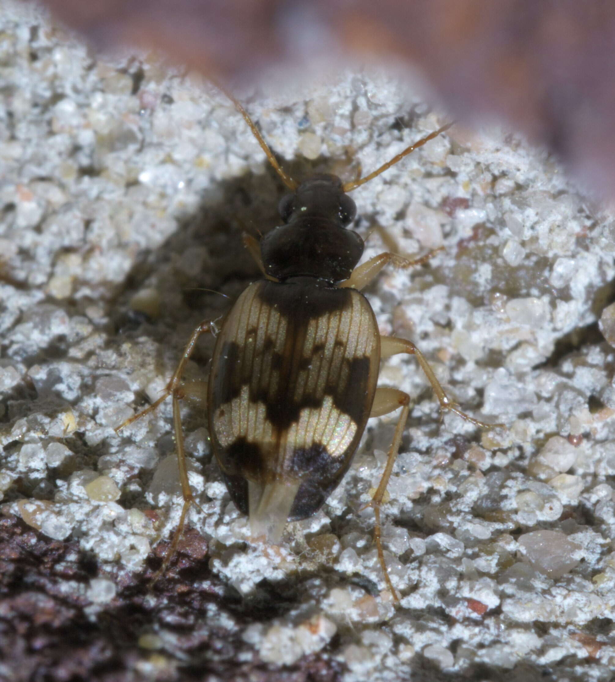 Image of Tetragonoderus (Tetragonoderus) fasciatus (Haldeman 1843)