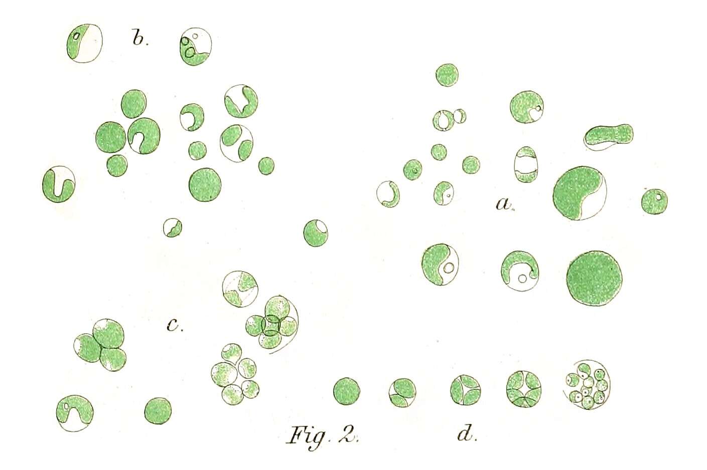 Imagem de Chlorella vulgaris