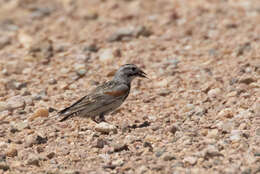 Image of Rhynchophanes Baird & SF 1858