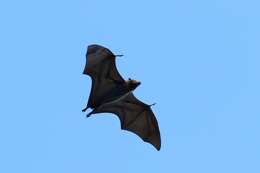 Image of Palau Flying Fox