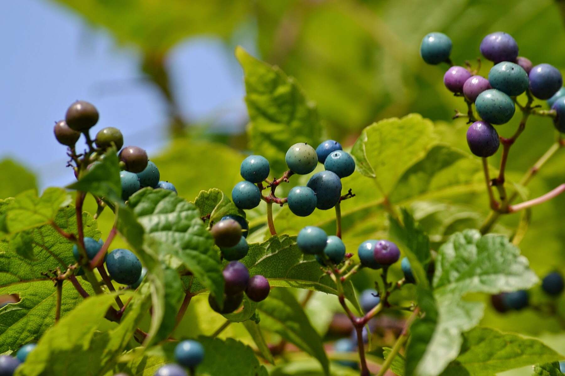 Sivun Ampelopsis heterophylla var. vestita Rehd. kuva