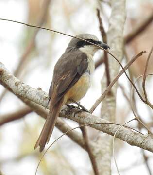 Image of Brown Shrike