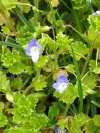 Image of birdeye speedwell