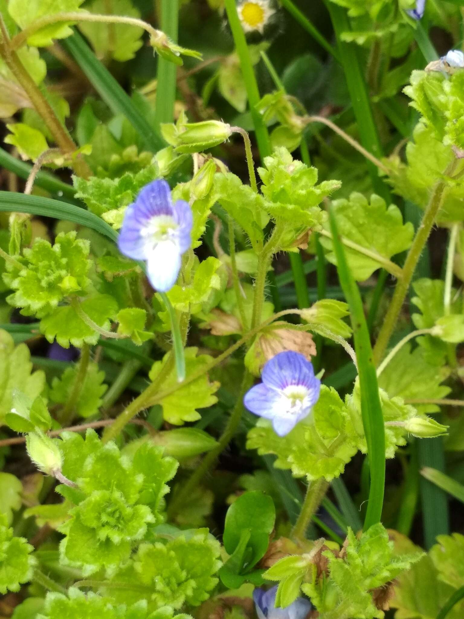 Image of birdeye speedwell