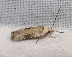 Image of Poison Hemlock Moth