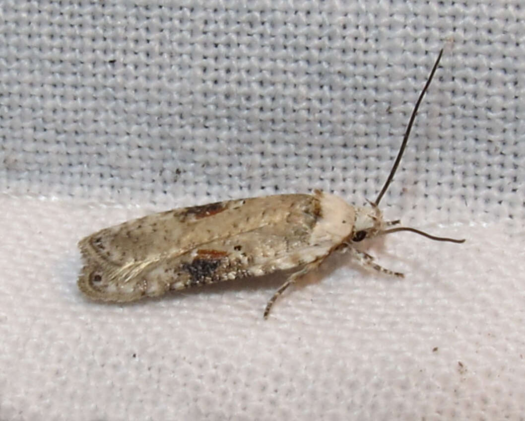 Image of Poison Hemlock Moth