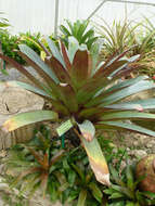 Image of Alcantarea imperialis (Carrière) Harms