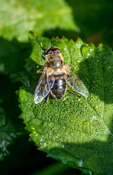 Image of drone fly