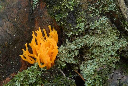 Image of Calocera viscosa (Pers.) Fr. 1821