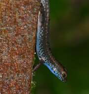 Image of blue-headed forest skink