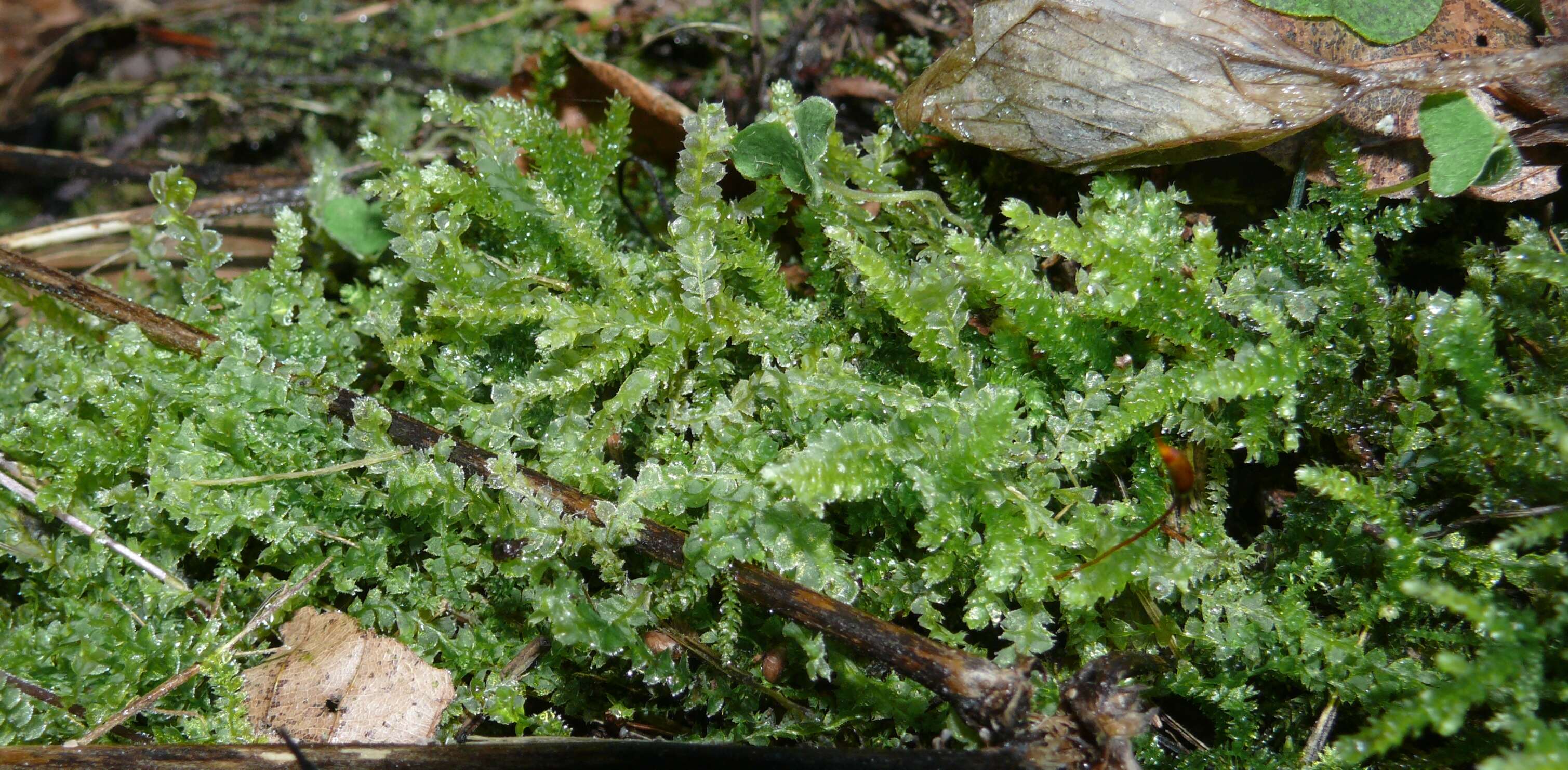 Image of Bifid Crestwort