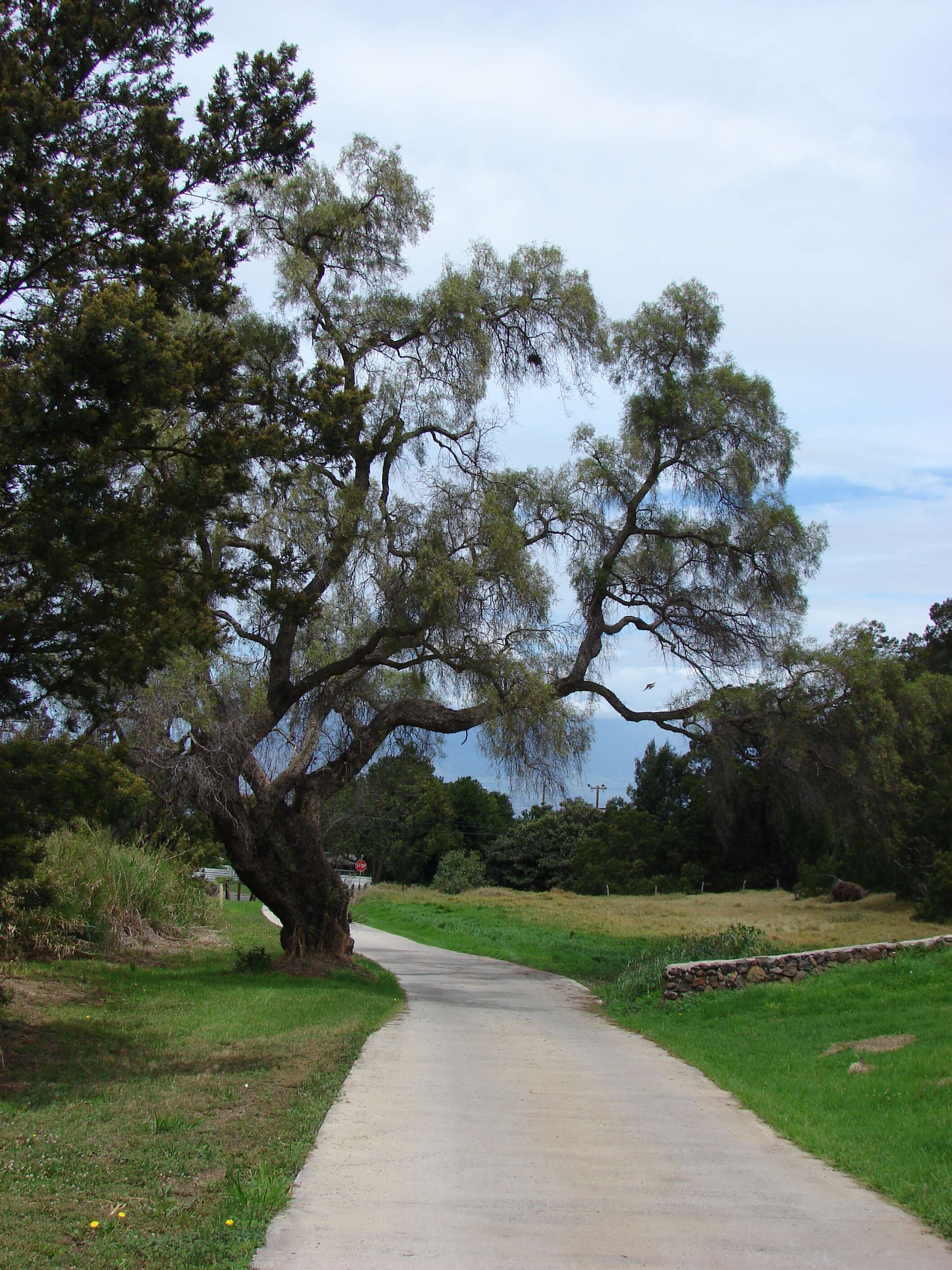 Image of Peruvian peppertree