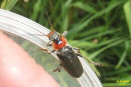 Image of Cantharis rustica