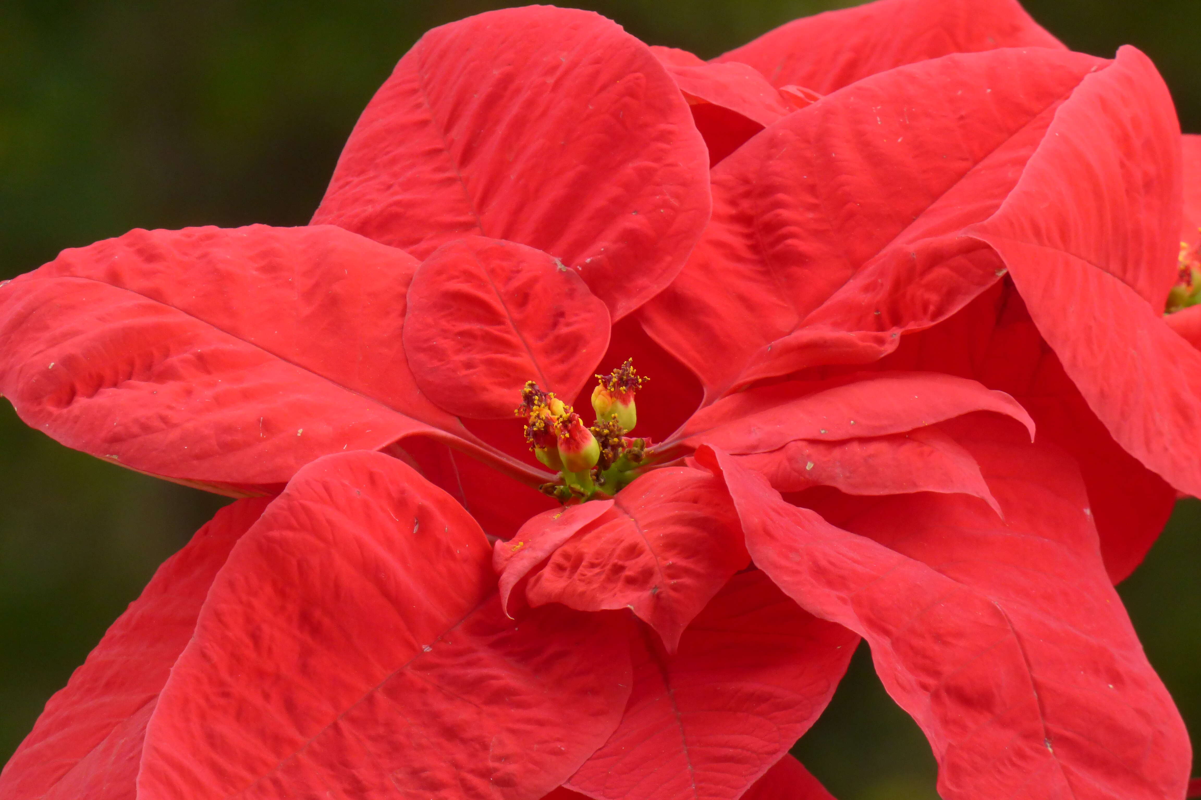 Image of poinsettia