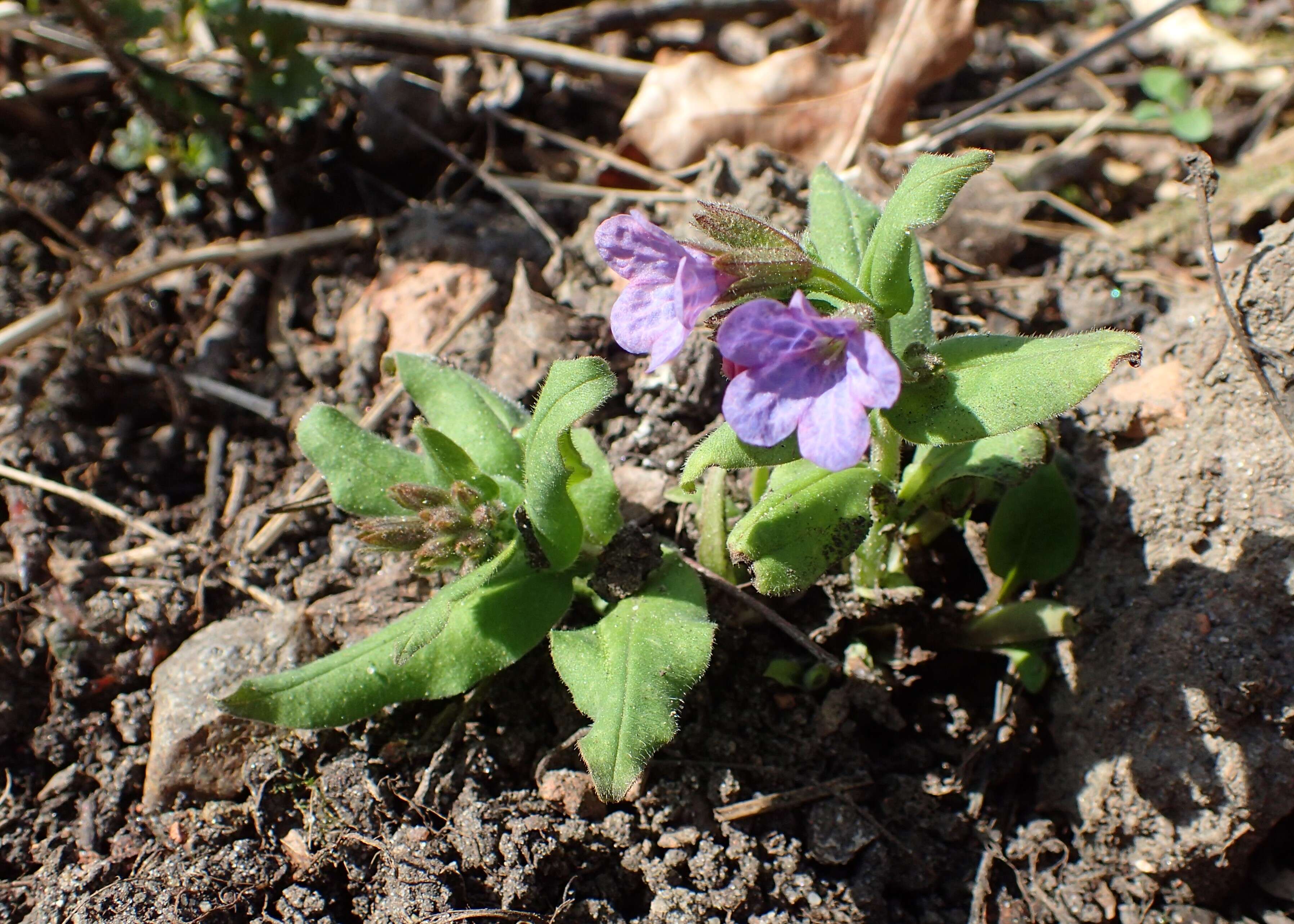 Image of Pulmonaria obscura Dumort.