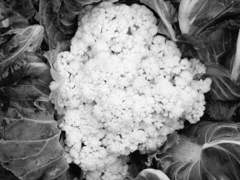 Image of broccoli