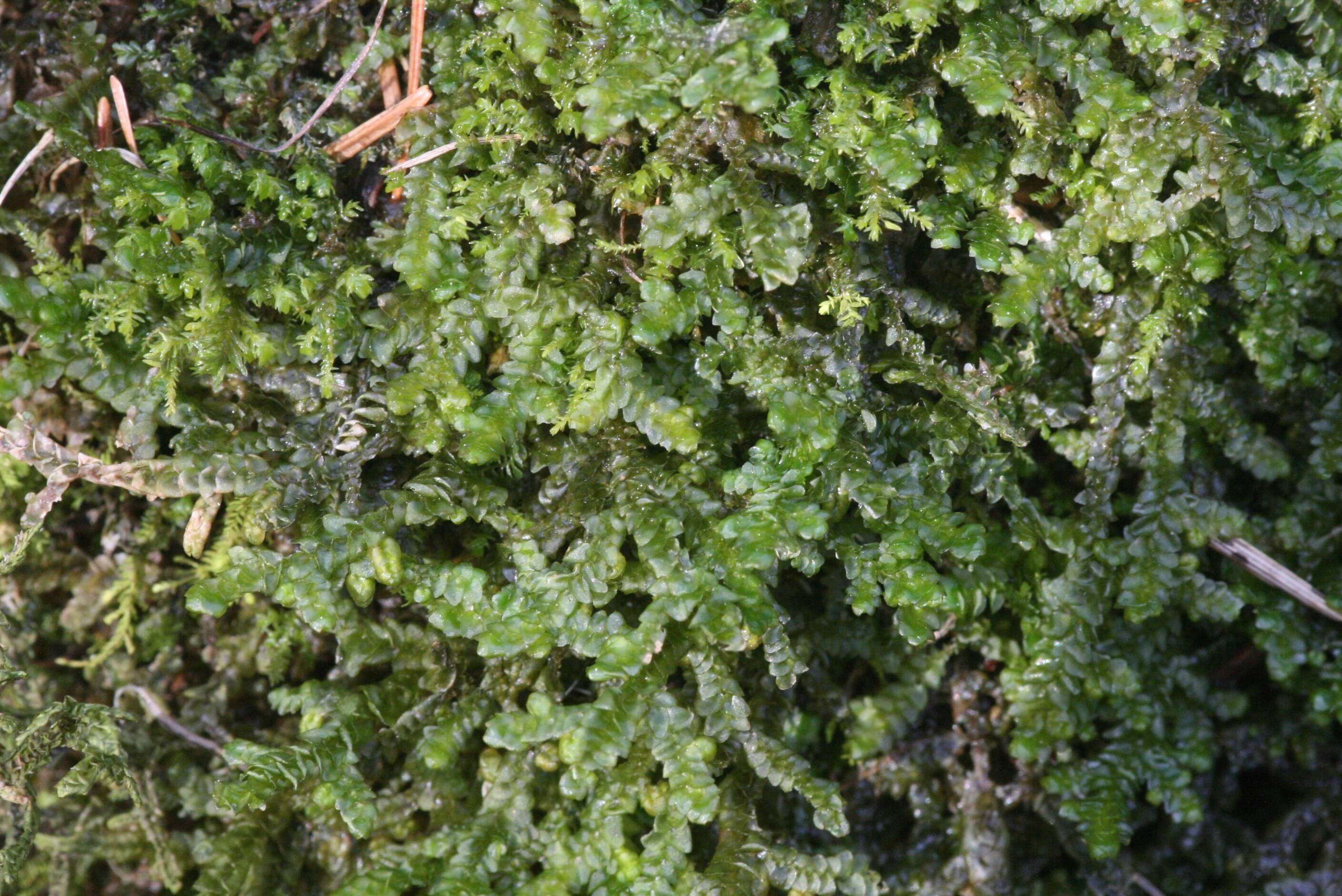 Image of Wall Scalewort