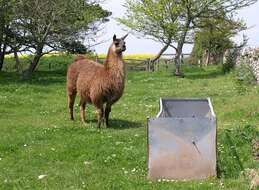 Image of llama