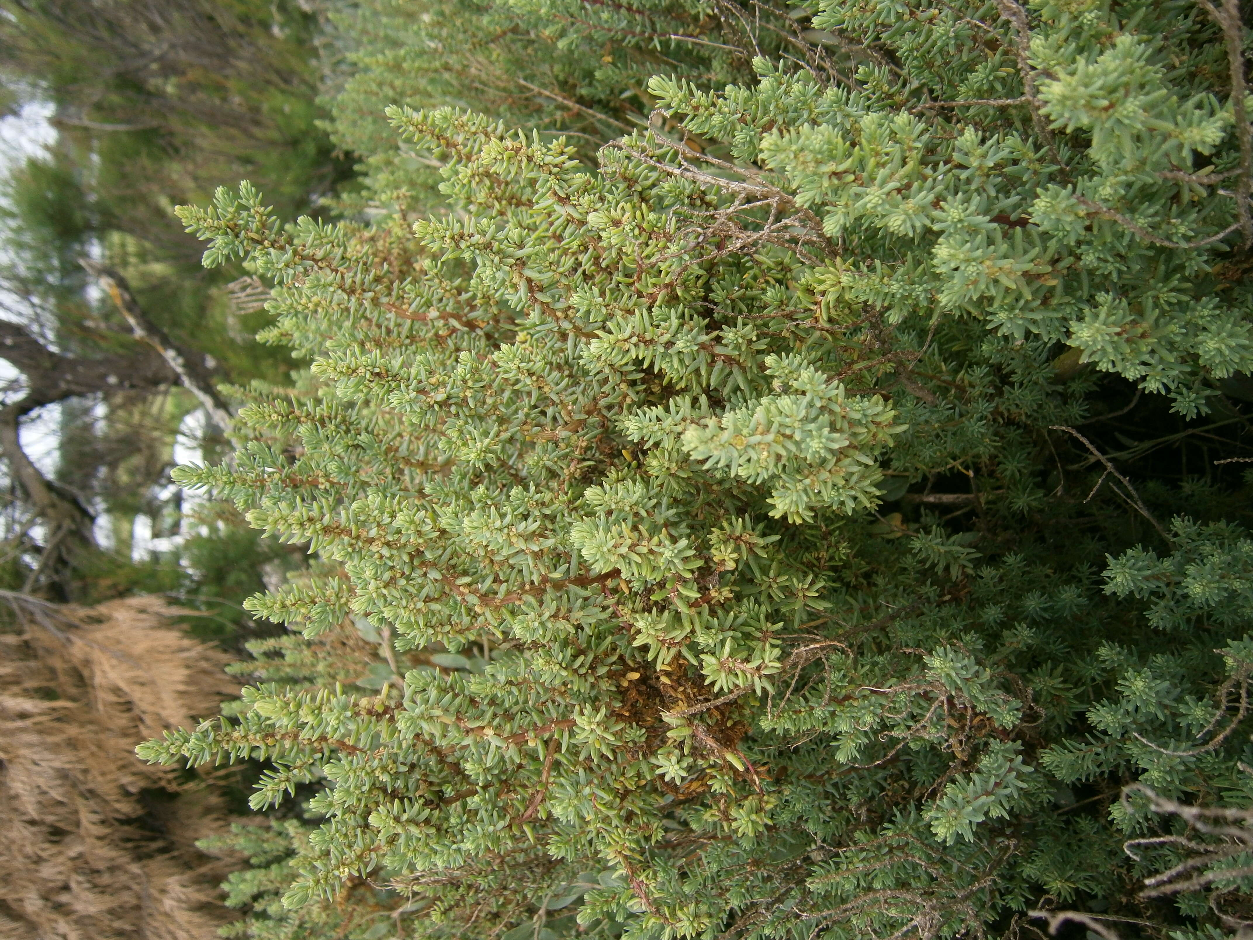 Image of Suaeda fruticosa (L.) Forsk.