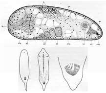 Sivun Actinoposthiidae kuva