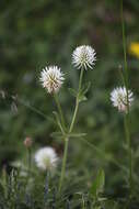 Imagem de Trifolium montanum L.