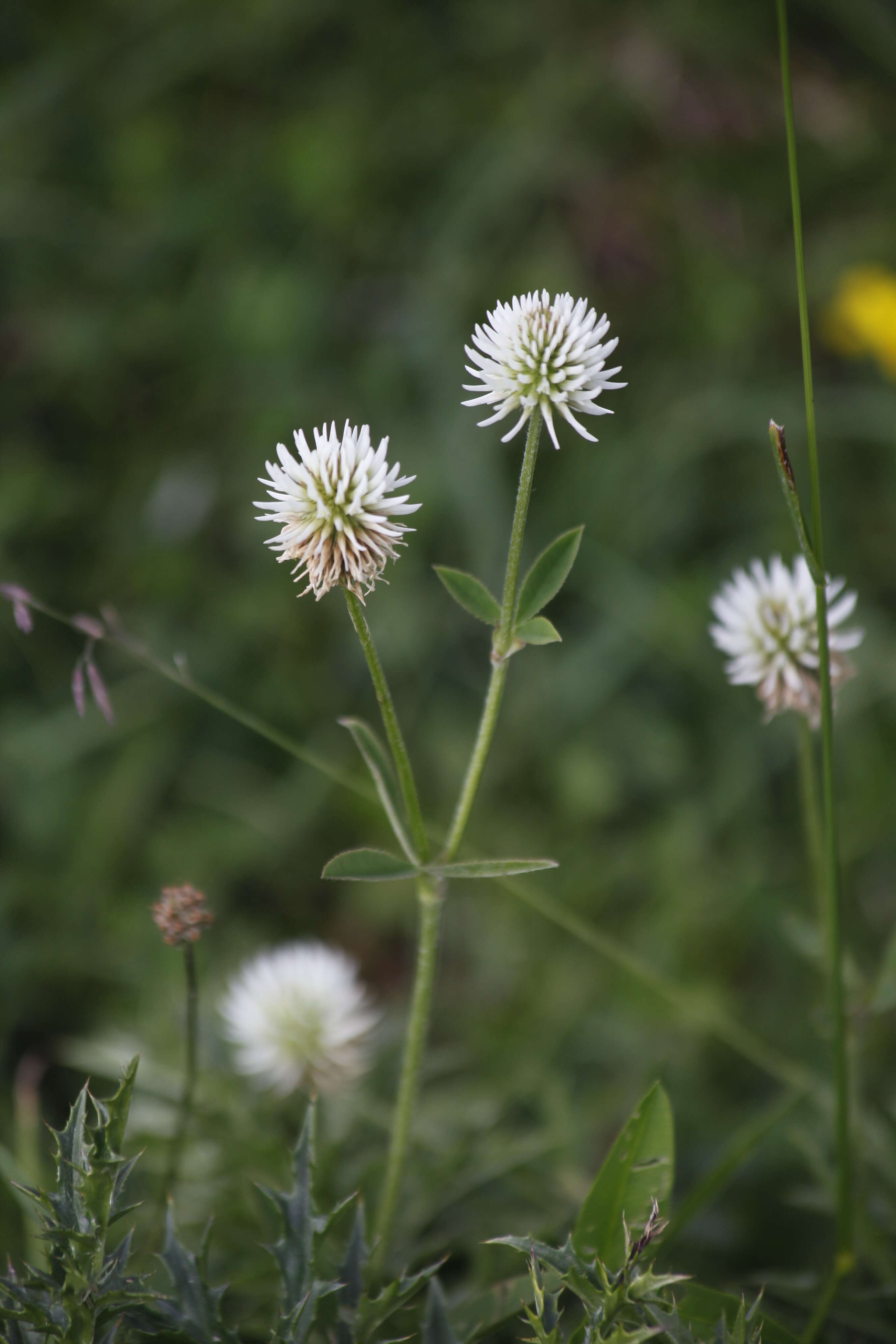 Imagem de Trifolium montanum L.