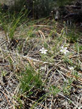 Image of Fendler's sandwort