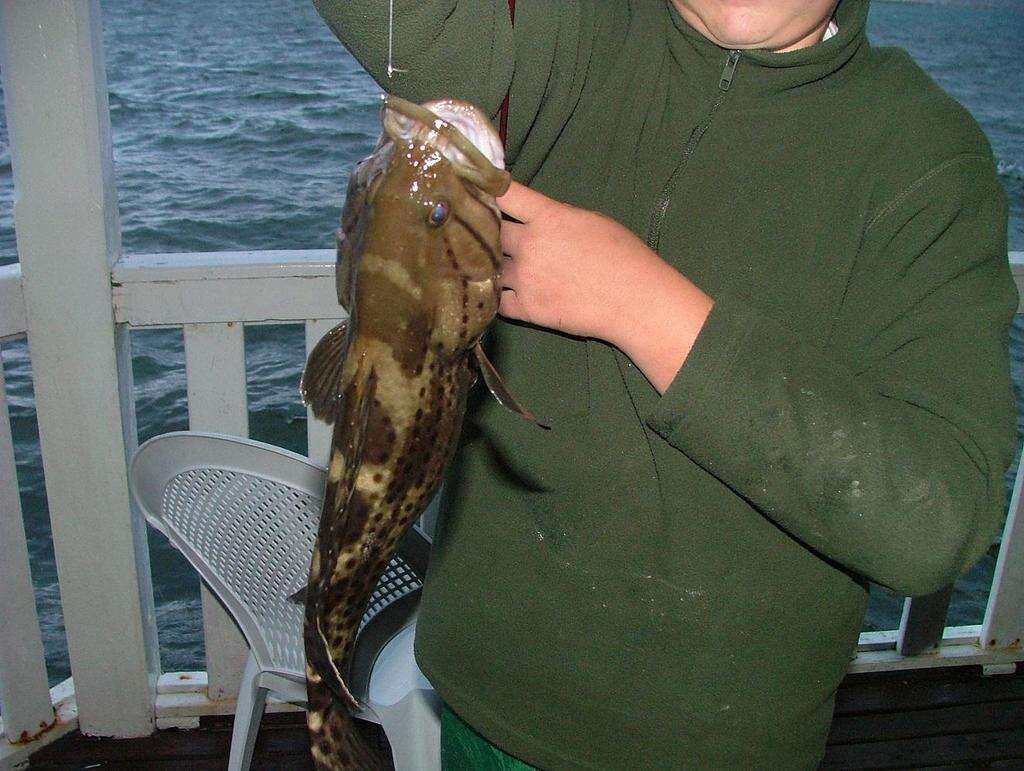 Image of Brown-spotted Rockcod