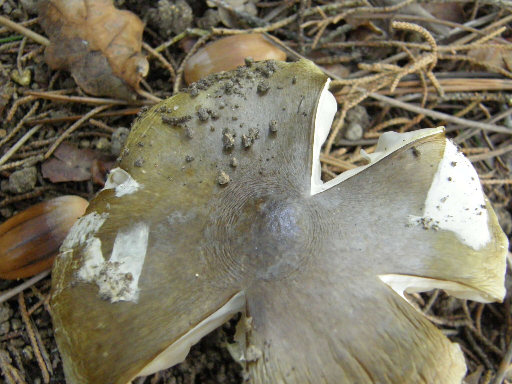 Image of Death cap