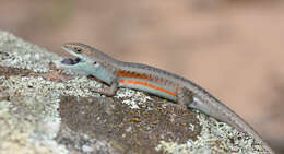 Carlia tetradactyla resmi