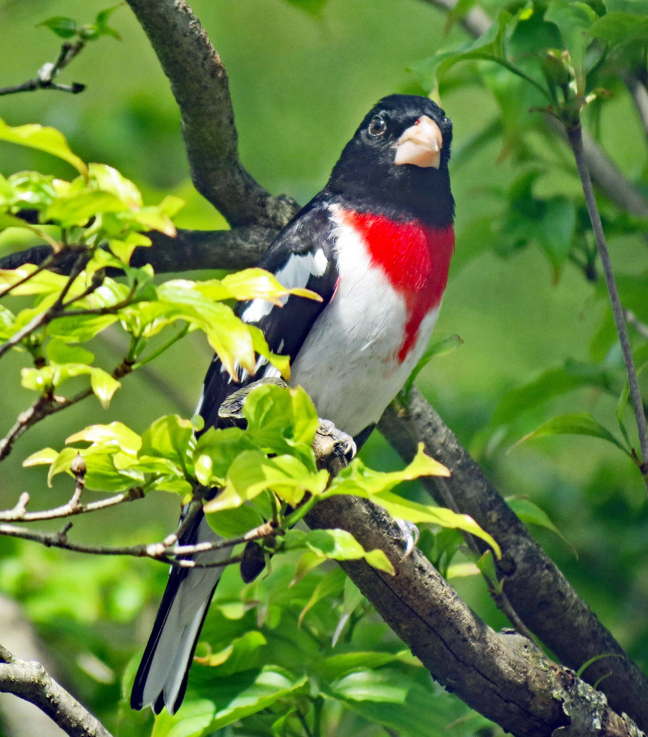 Image of Rose-breasted Grosbeak